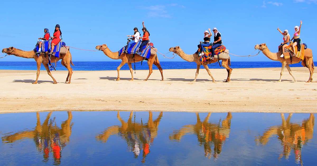 Camel Ride & Encounter — Adults