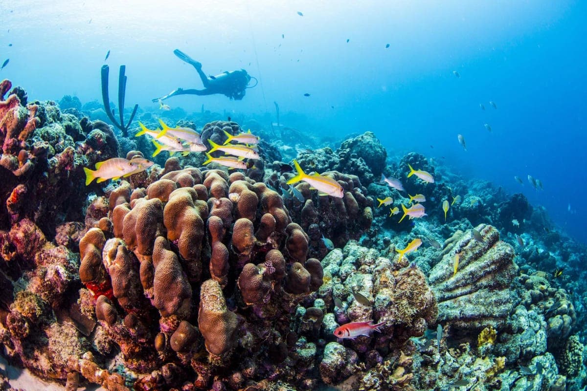 Certified Scuba 2 Tanks — Cabo Pulmo
