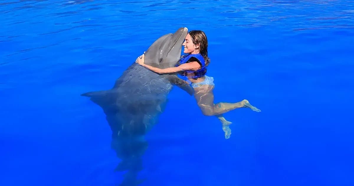Dolphin Premium Swim