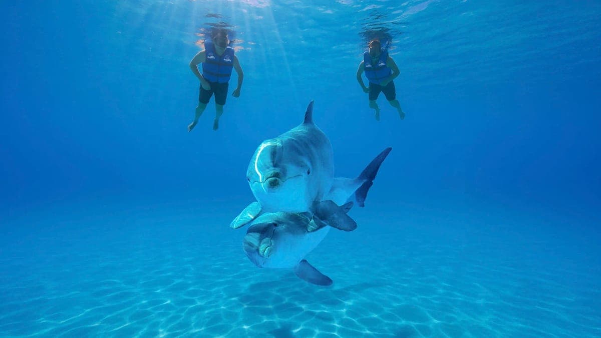 Dolphin Signature Swim